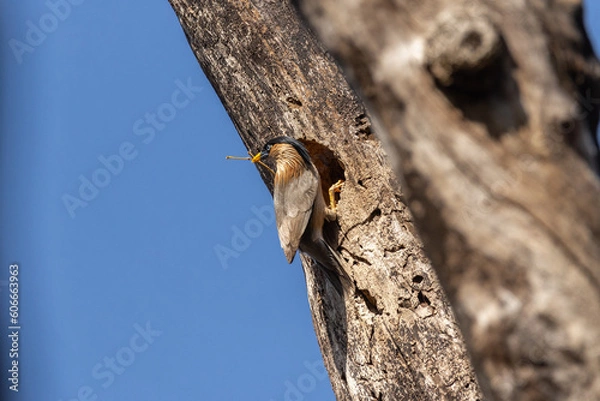 Obraz The Brahminy Starling