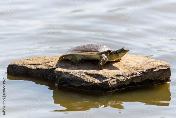 Obraz turtle on the rocks