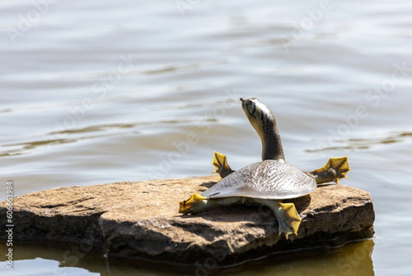 Obraz turtle on the rock