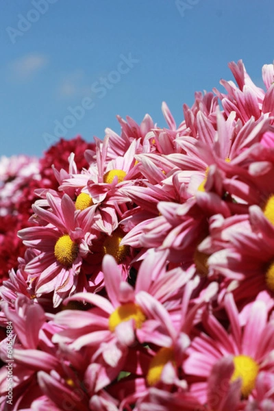 Obraz Gerbera flowers with blue sky