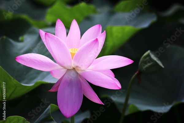 Fototapeta 美しいピンクの蓮の花