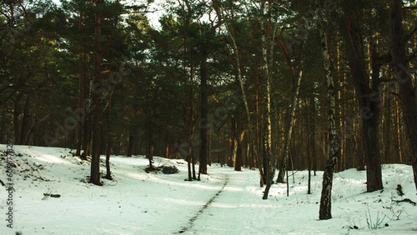 Obraz trees in snow