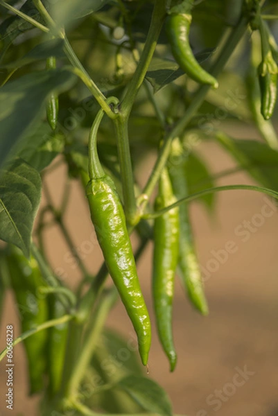 Obraz 獅子唐辛子