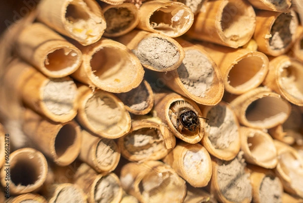 Obraz Murarka ogrodowa