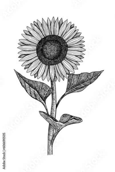 Fototapeta Sunflower. Hand-drawn. Graphics. Engraving