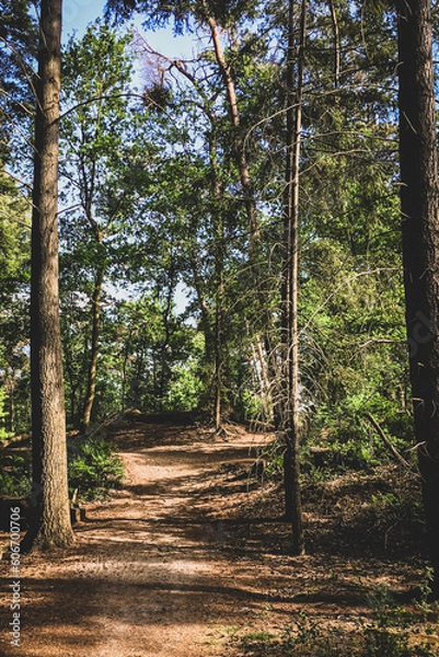 Fototapeta A walk trough the forest around the Black water (Venkoelen) in Venlo, the Netherlands. Walking trail in the woods at national park the Maasduinen in Limburg.