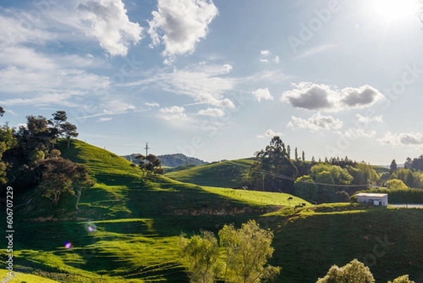 Obraz Grüne Hügel, Waitomo, Neuseeland