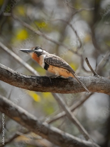 Fototapeta Common kingfisher bird in the Colombian Bird Sanctuary.