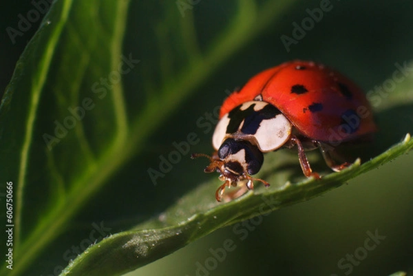 Fototapeta Ladybug sitting on leaf warm spring day on a leaf insect beetle