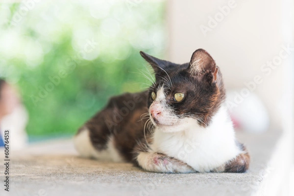 Fototapeta コンドイビーチでくつろぐ猫 (竹富島・沖縄)