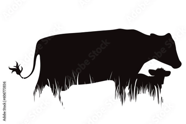 Obraz Vector silhouette of mother cow with her calf in farm on white background.