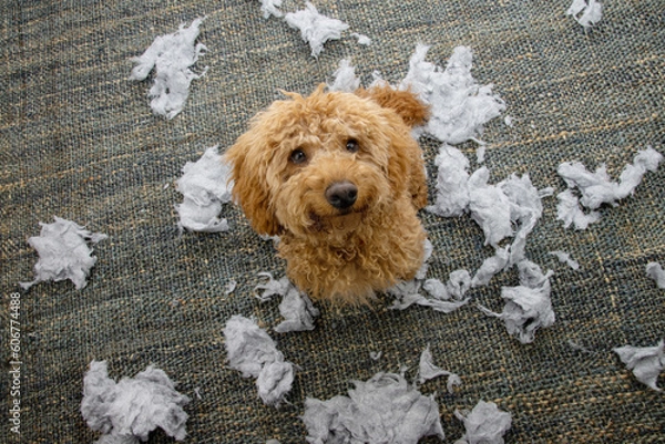 Obraz Portrait puppy dog biting or destroying a cushion or pillow with innocent expression face. Separation anxiety disorder concept