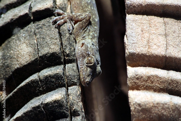 Fototapeta a lizard is hiding in break stone