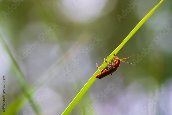 Fototapeta Red soldier beetles, Rhagonycha fulva