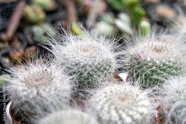 Fototapeta Fluffy small cactus plants and various succulents in pots on table at fair.