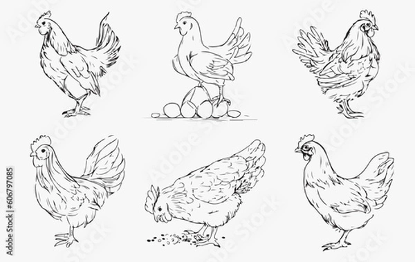 Fototapeta set of chicken sketch line art vector 