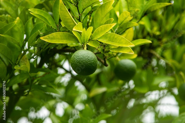 Fototapeta 金柑とマンダリンオレンジの交配種がカラマンシーという柑橘です