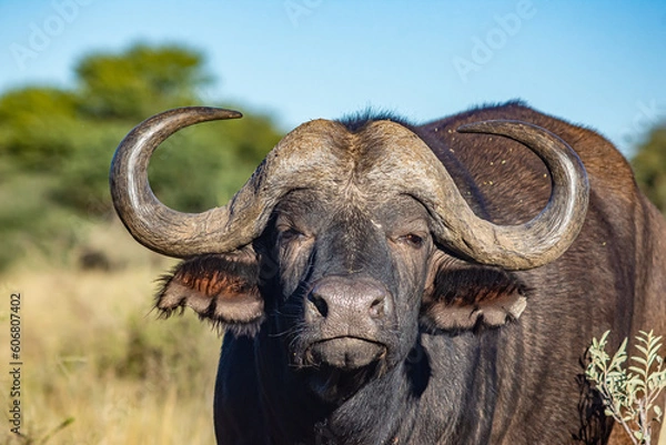 Obraz cape buffalo in the savannah