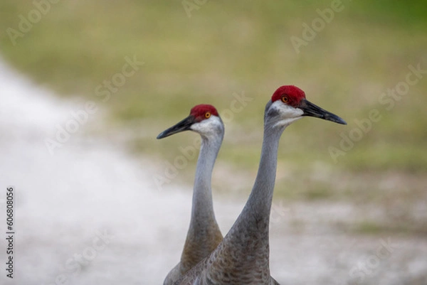 Obraz sandhill crane
