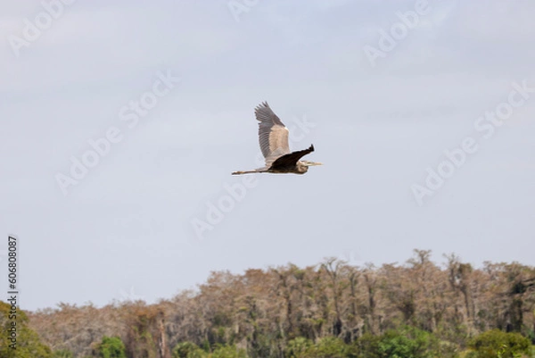 Obraz great blue heron