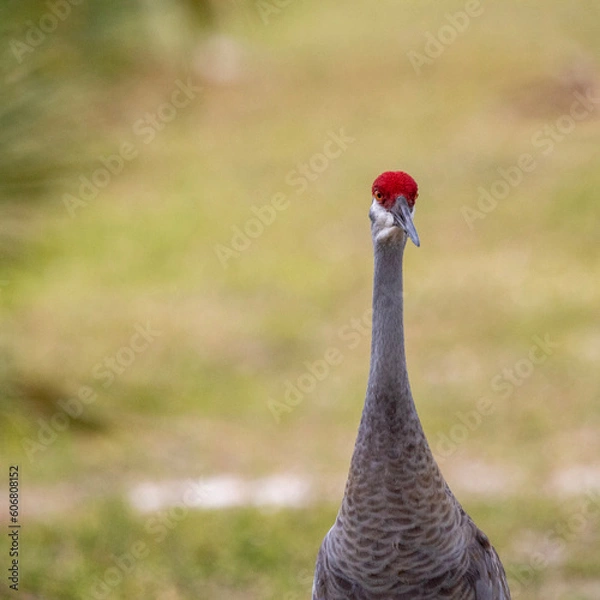 Obraz sandhill crane