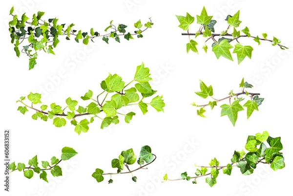 Obraz ツタの葉の切抜き（背景透過）