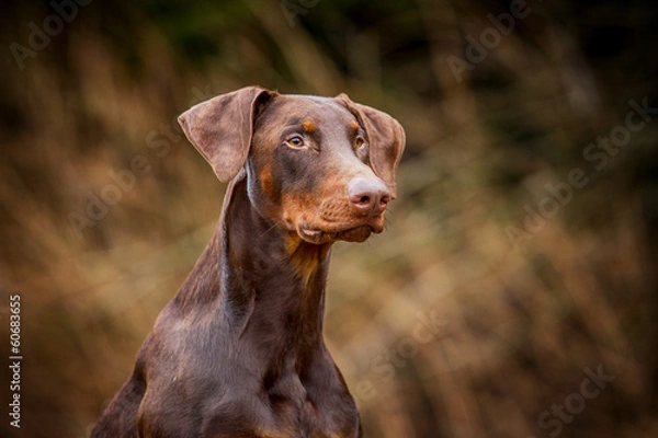 Fototapeta Dobermannportrait