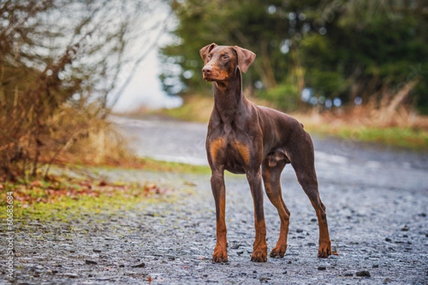 Fototapeta Dobermann im Wald