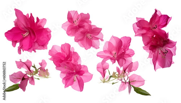 Obraz Experience the vibrant allure of the Mediterranean with this stunning set of five pink Bougainvillea flowers, elegantly isolated for your viewing pleasure. 🌺🌿✨ 