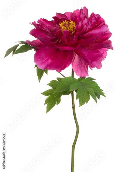 Obraz peony flower isolated