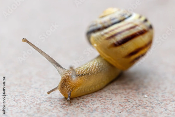 Obraz Schnecke