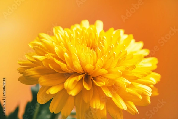 Fototapeta Flower on Shining yellow texture with a warm glow. Ray Flower colors, monochrome. Generative AI content