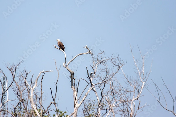 Obraz bald eagle on branch