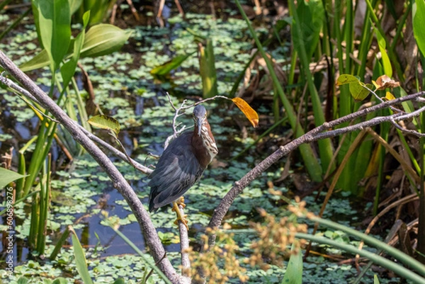 Obraz green heron