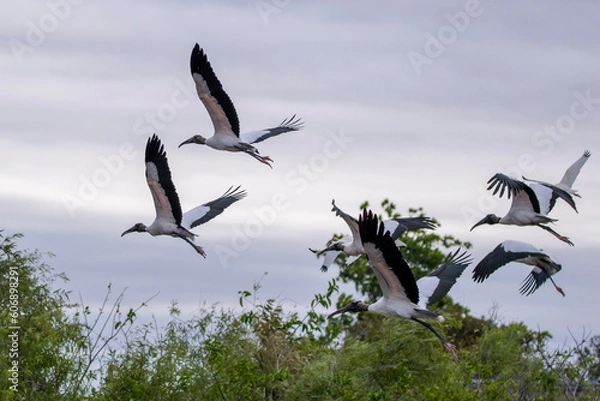 Obraz birds in flight
