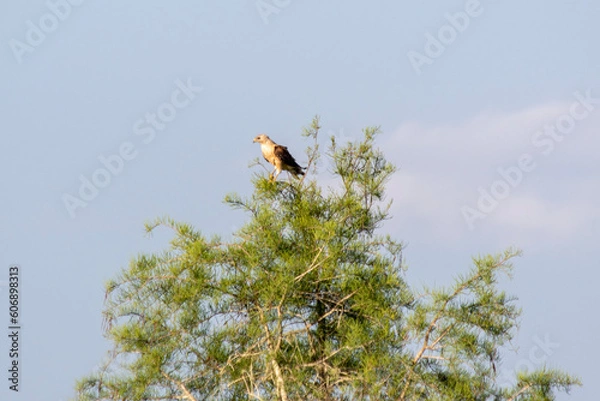 Obraz hawk in tree