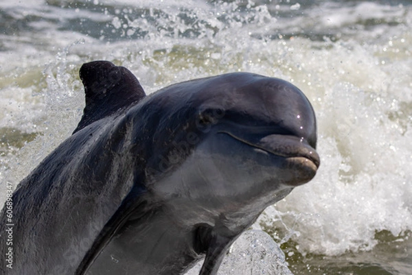 Obraz dolphin in water