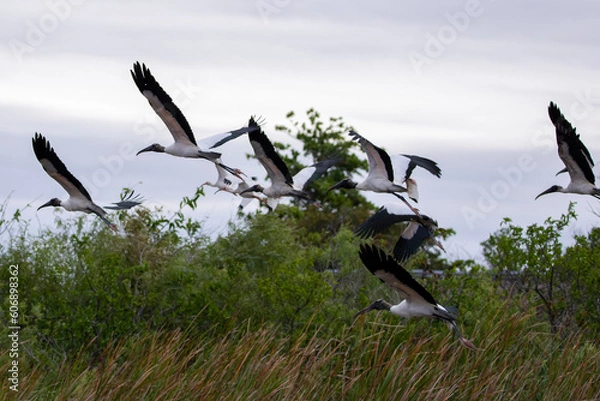 Obraz birds in flight