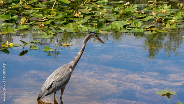 Obraz great blue heron
