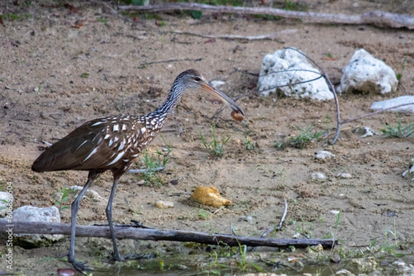 Obraz limpkin bird