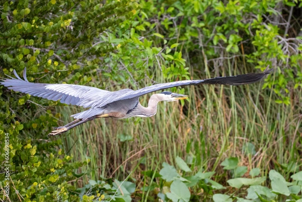 Obraz bird in flight