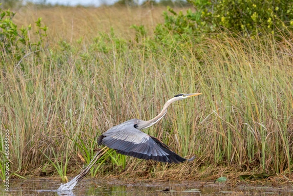 Obraz great blue heron