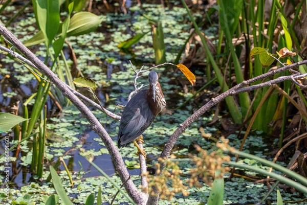 Obraz green heron on branch