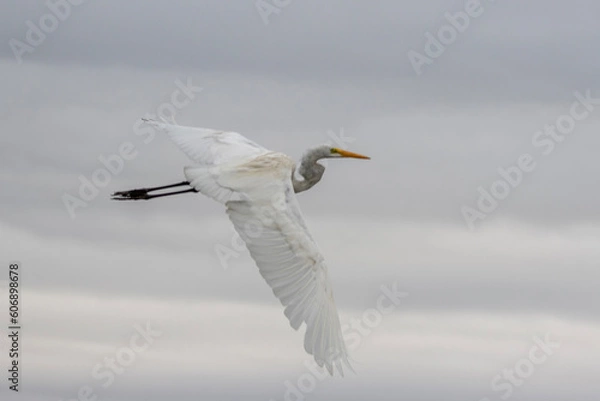 Obraz flying egret