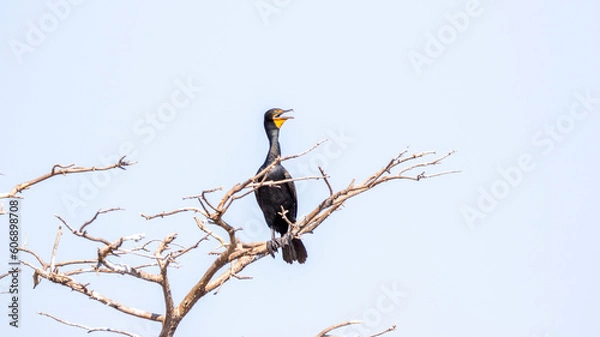 Obraz cormorant in tree