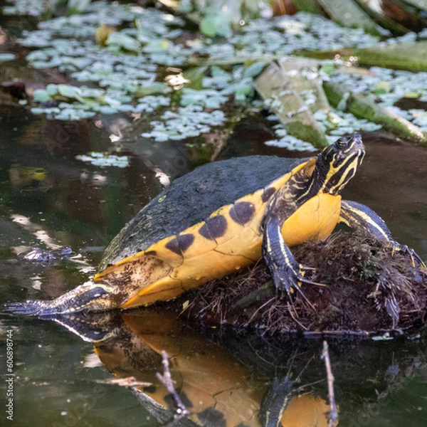Obraz turtles in the pond