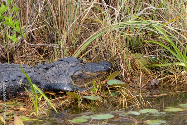 Obraz alligator in the swamp