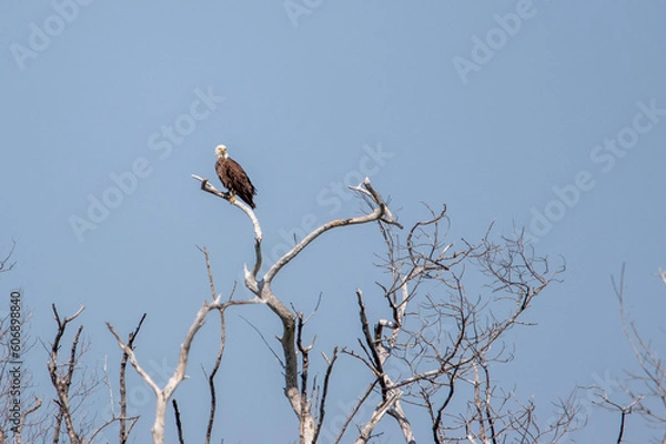 Obraz eagle perched