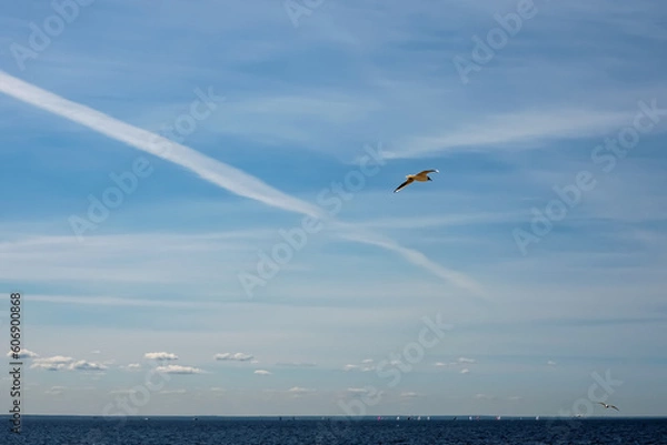 Fototapeta Seagulls soar in a beautiful blue sky with unusual clouds over a dark blue sea with sailboats in the distance