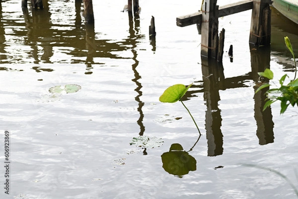 Fototapeta 池の水草